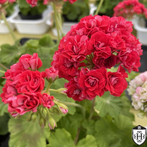 Pelargonium 'Plum Rambler' - Pelargoon 'Plum Rambler' P9/0,55L